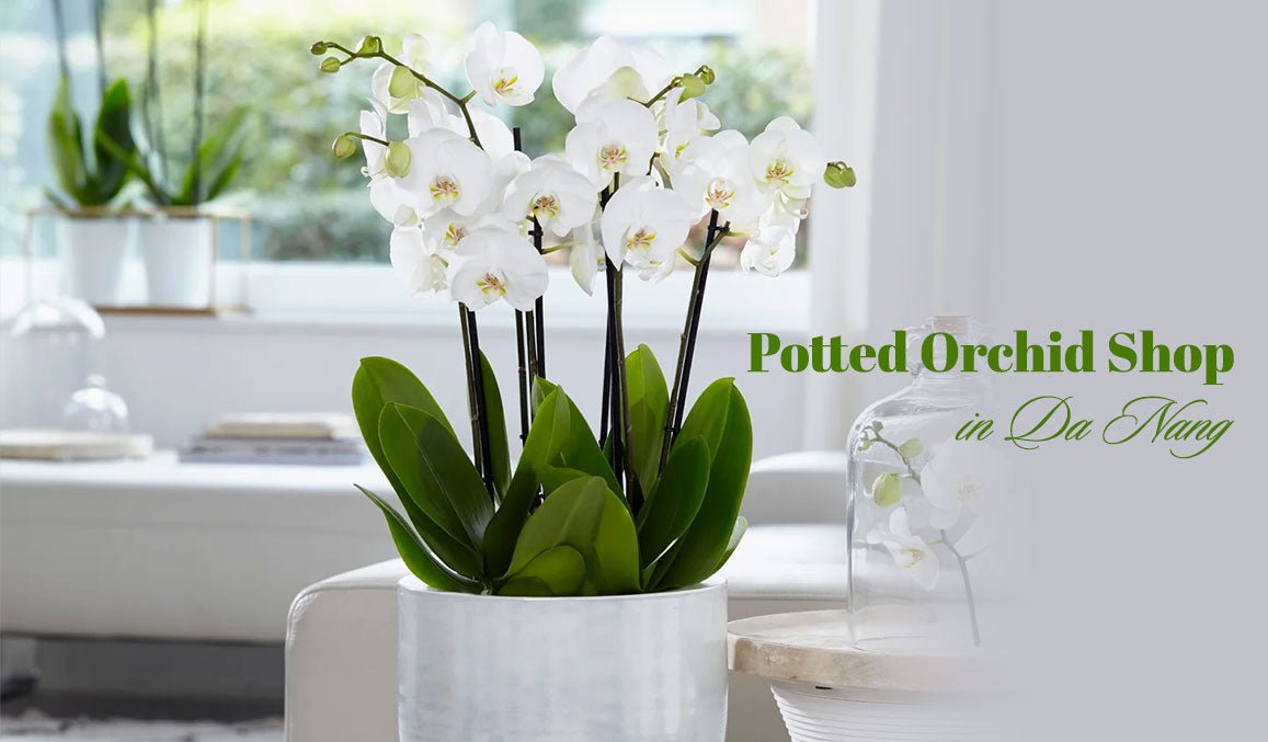 Potted Orchid Shop in Da Nang