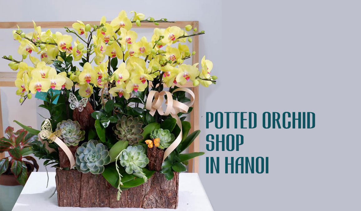 Potted Orchid Shop in Hanoi
