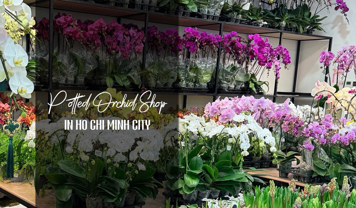Potted Orchid Shop in Ho Chi Minh City