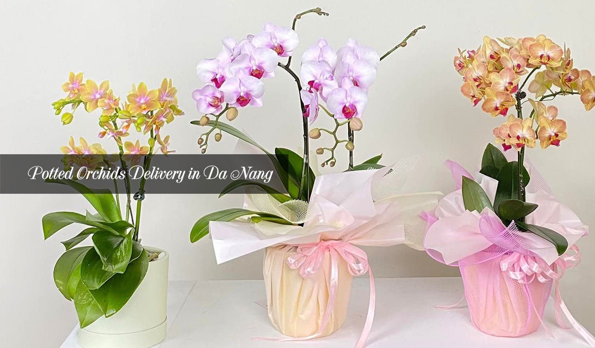 Potted Orchids Delivery in Da Nang