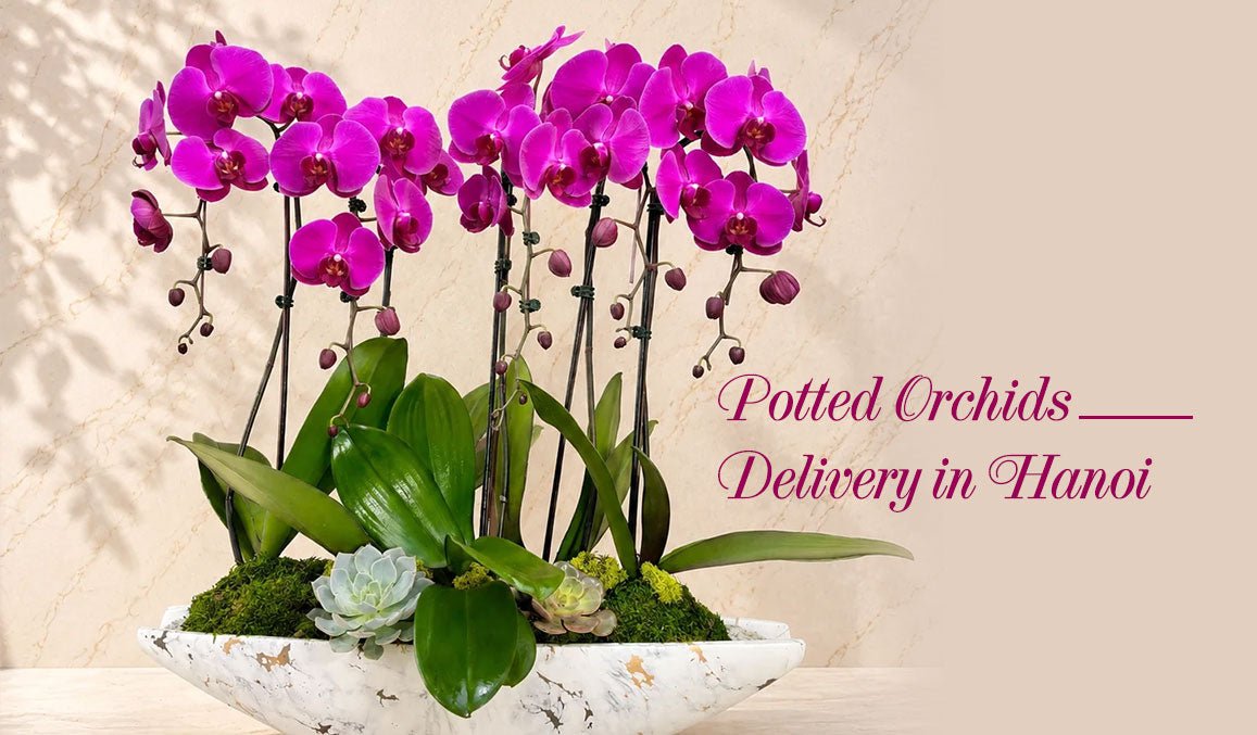 Potted Orchids Delivery in Hanoi