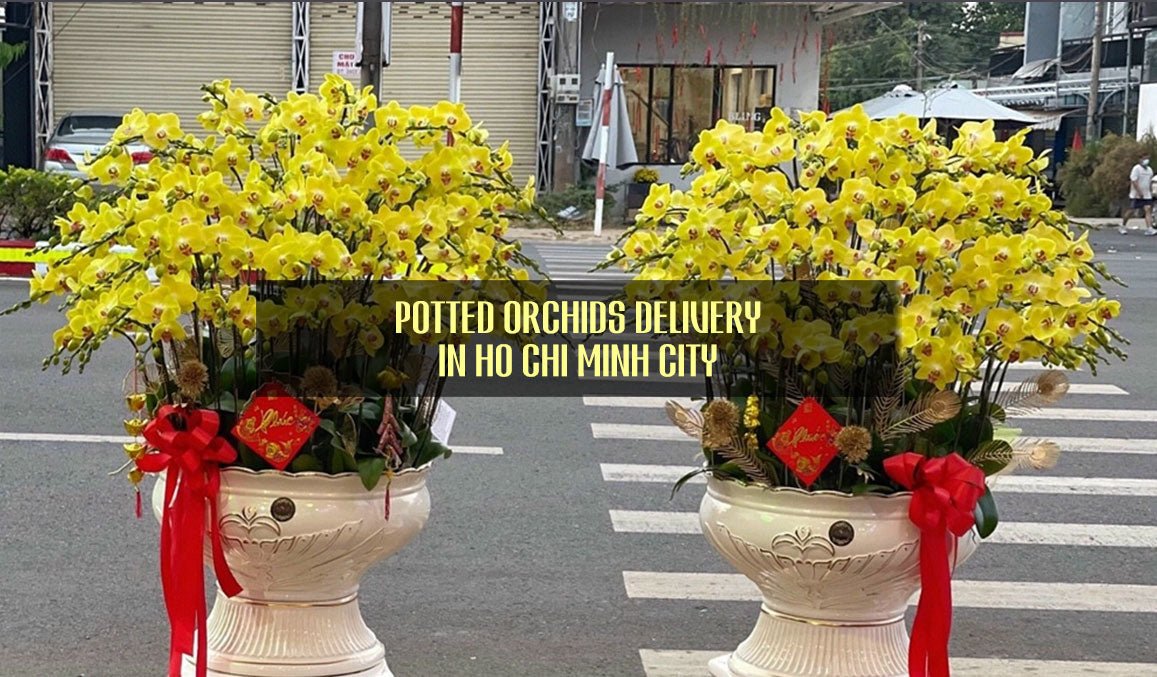 Potted Orchids Delivery in Ho Chi Minh City