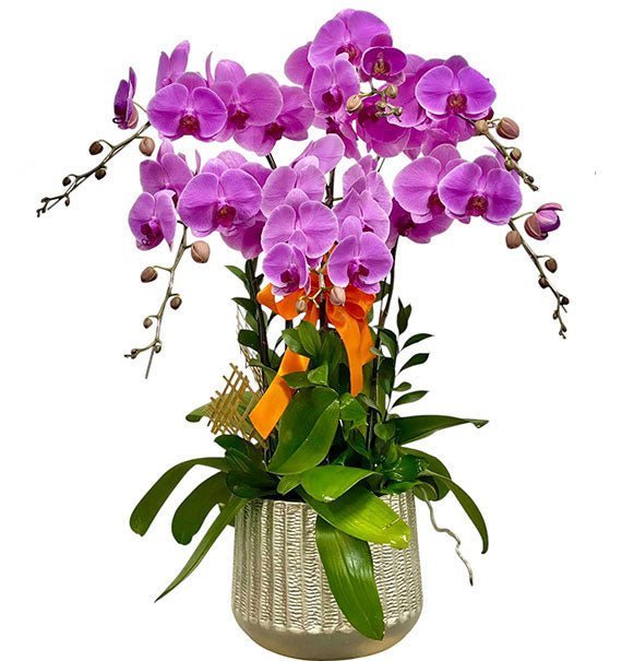 Purple Phalaenopsis orchid arrangement for delivery in Vietnam