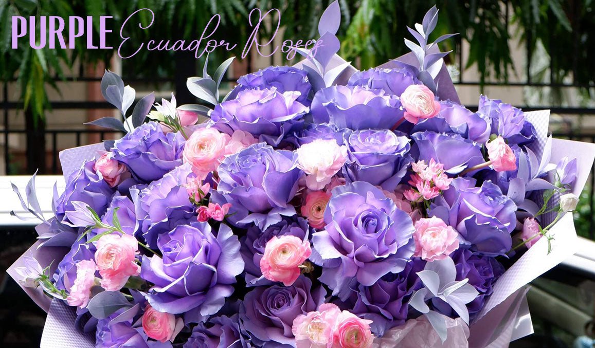 Purple Ecuador Roses