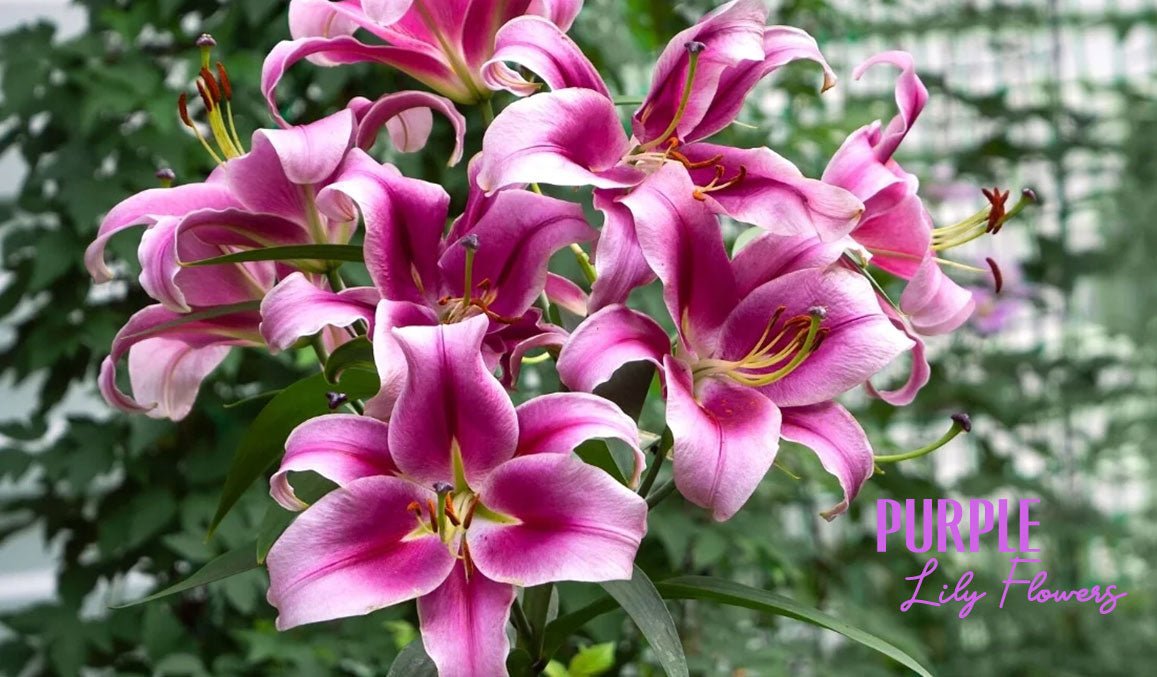 Purple Lily Flowers