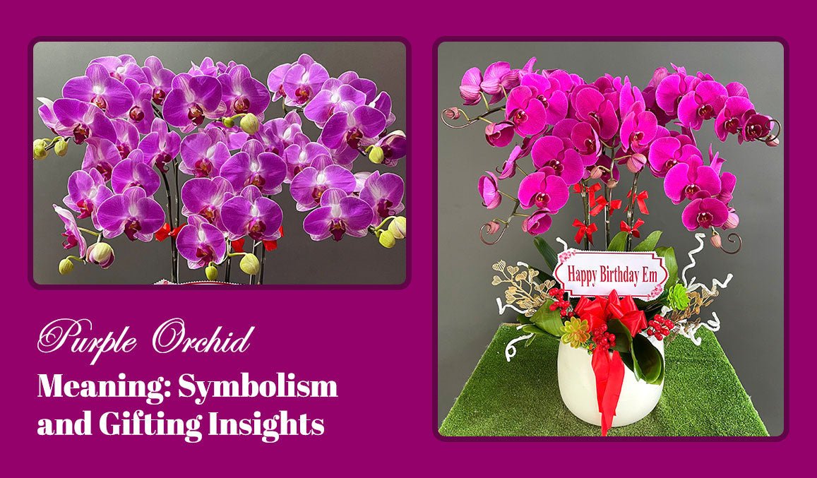Purple Orchid Meaning