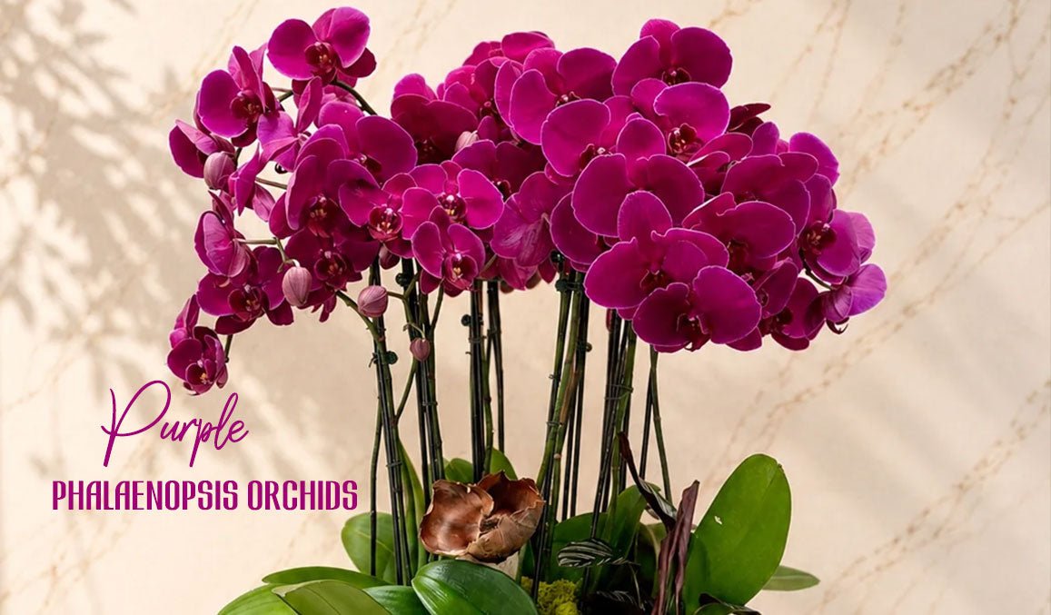 Purple Phalaenopsis Orchids