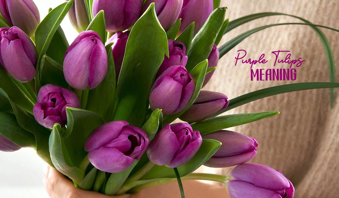 Purple Tulips Meaning