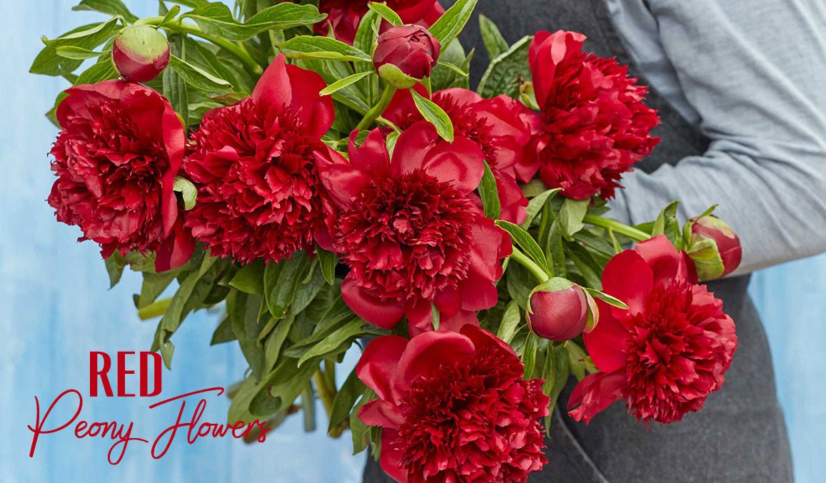 Red Peony Flowers
