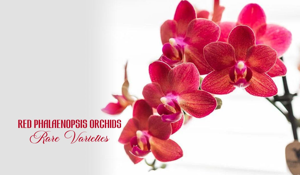 Red Phalaenopsis Orchids Rare Varieties