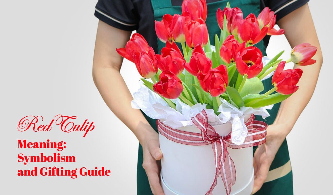 Red Tulip Meaning