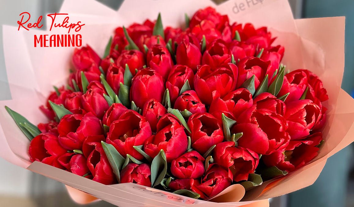 Red Tulips Meaning