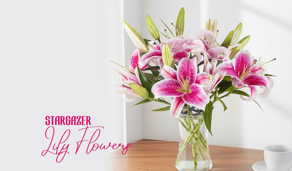 Stargazer Lily Flowers