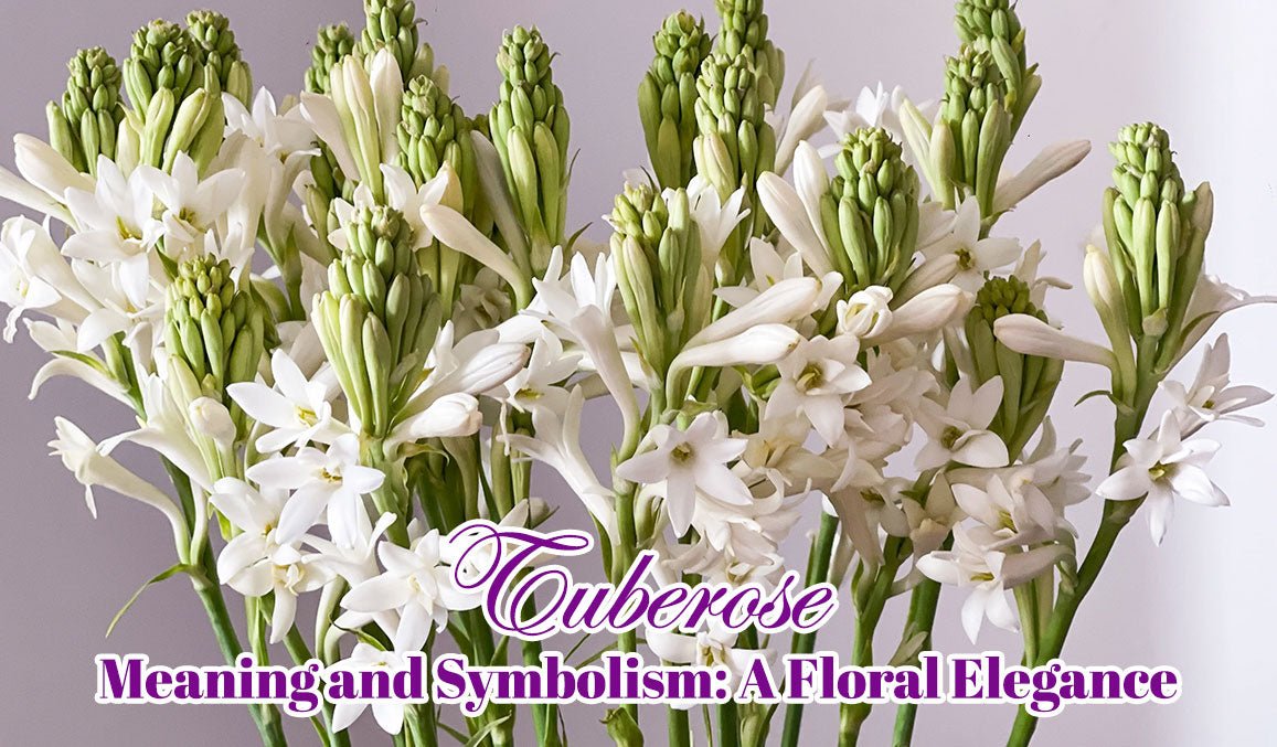 Tuberose Meaning and Symbolism