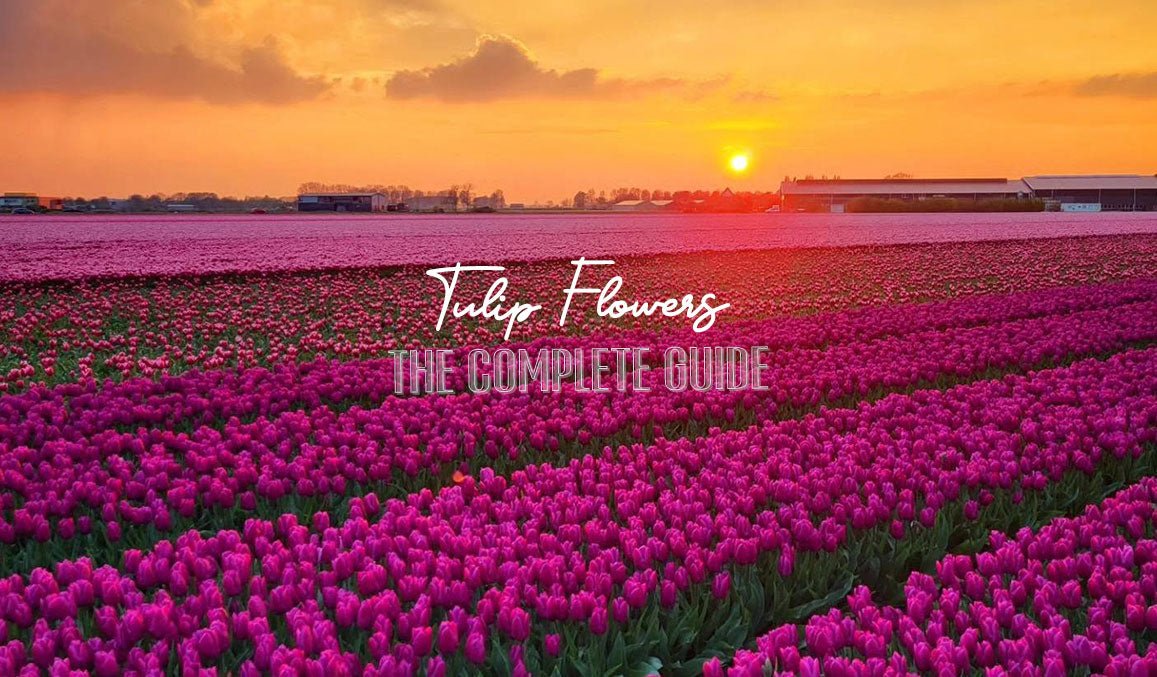 Tulip Flowers The Complete Guide