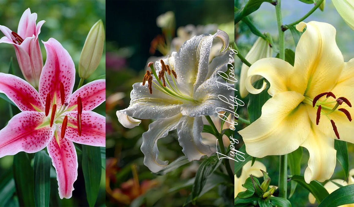 Types of Lily Flowers