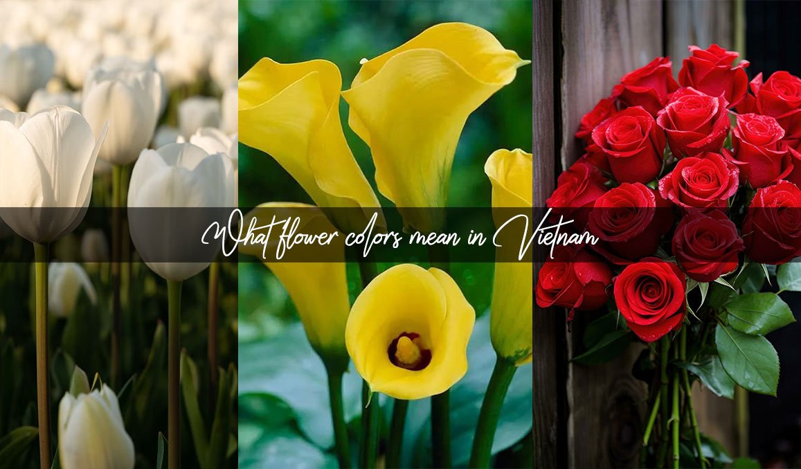 What Flower Colors Mean in Vietnam