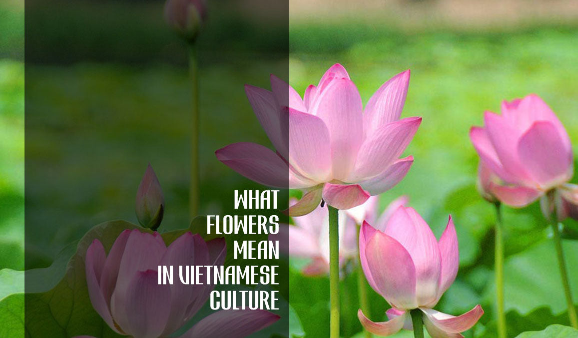 What Flowers Mean in Vietnamese Culture