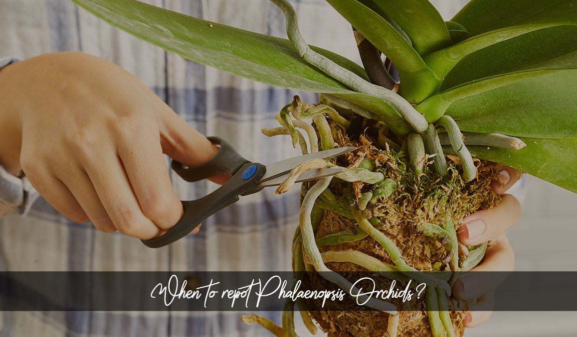 When to Repot Phalaenopsis Orchids