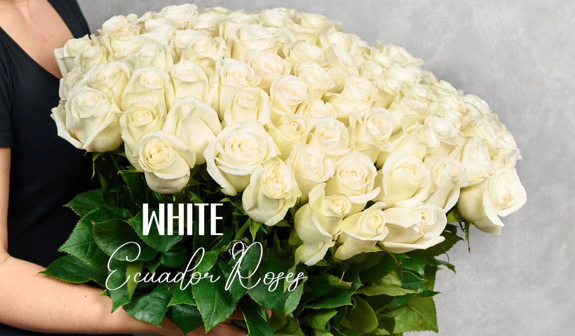 White Ecuador Roses