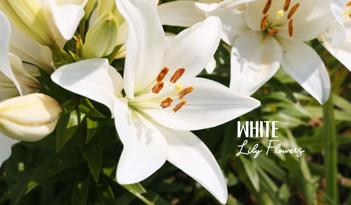 White Lily Flowers