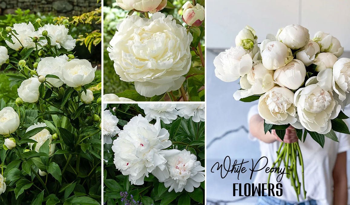 White Peony Flowers