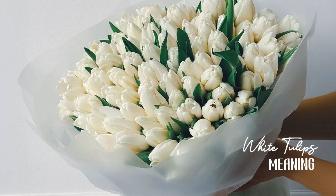 White Tulips Meaning