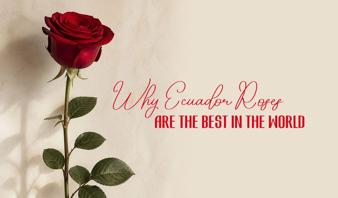 Why Ecuador Roses Are the Best in the World