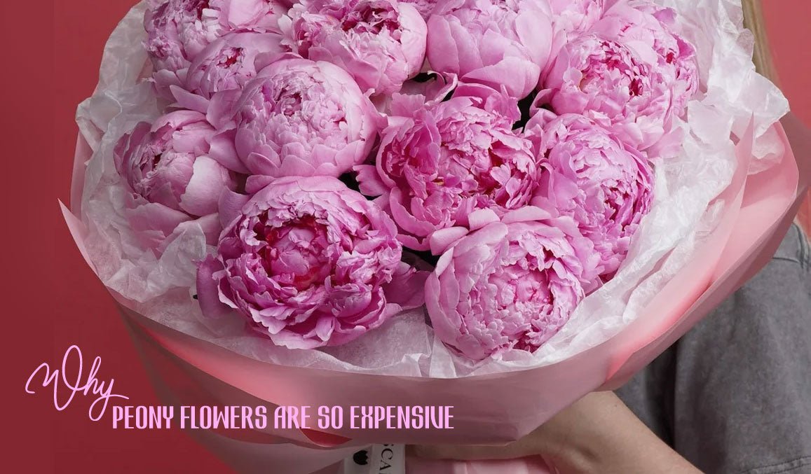 Why Peony Flowers Are So Expensive