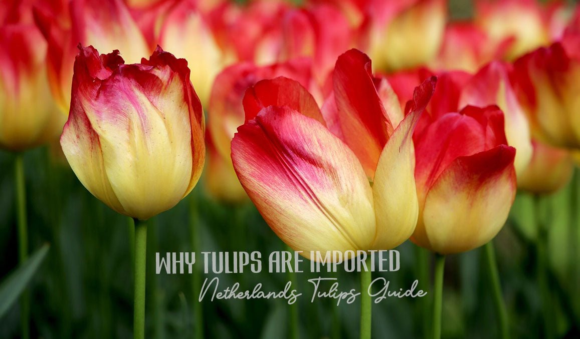 Why Tulips Are Imported Netherlands Tulips Guide