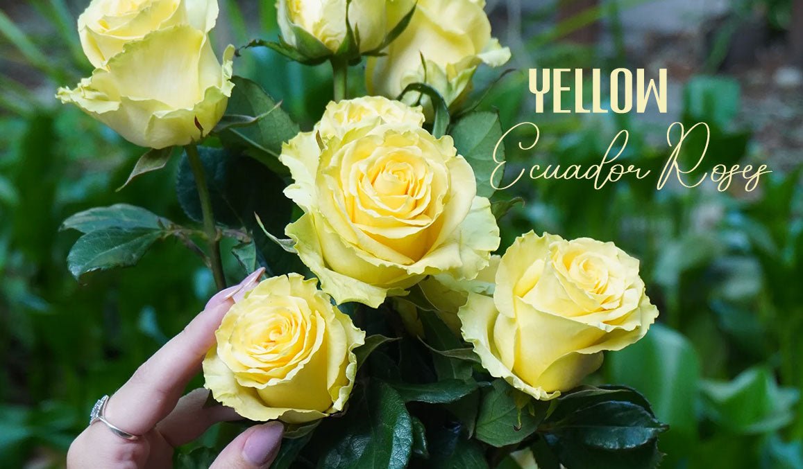 Yellow Ecuador Roses