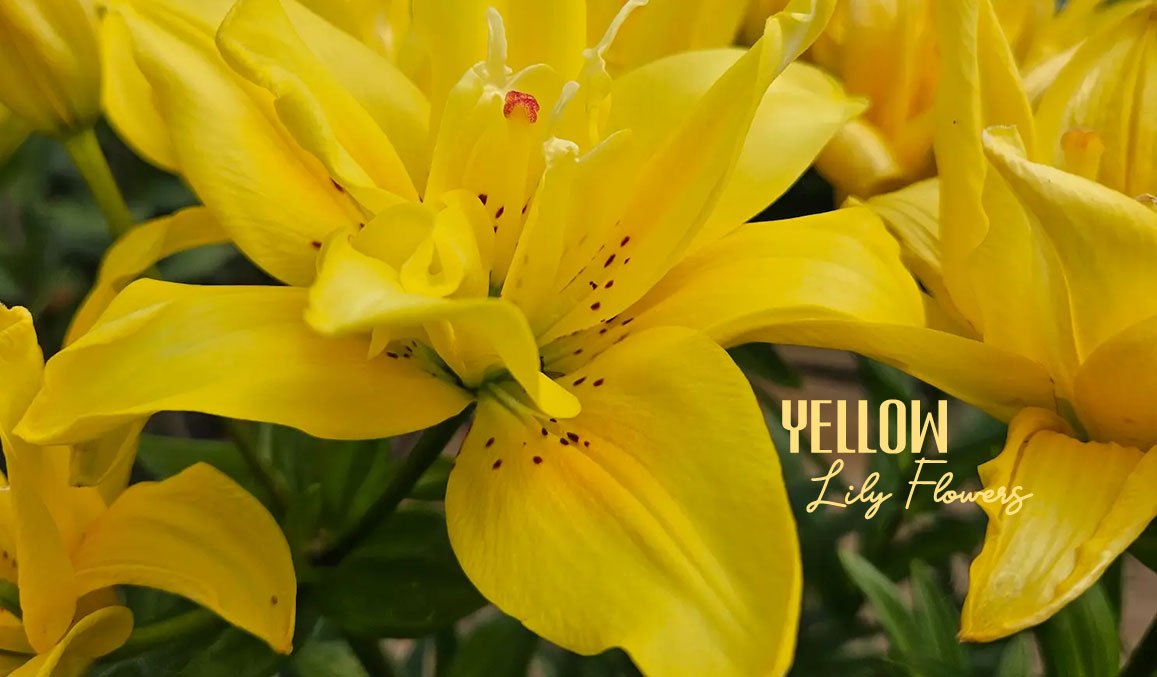 Yellow Lily Flowers