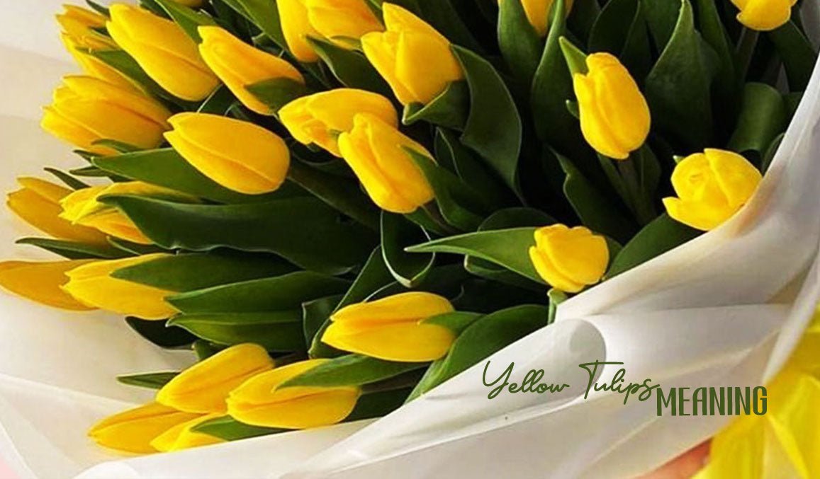 Yellow Tulips Meaning
