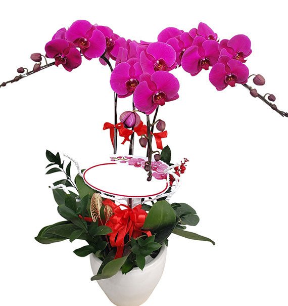 03 Stems Purple Orchid Pot For Tet Vietnam