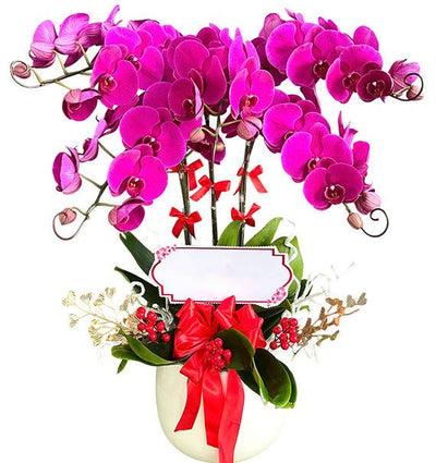 05 Stems Purple Orchid Pot For Tet