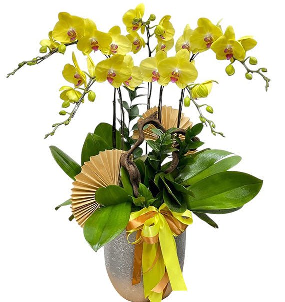 05 Stems Yellow Orchid Pot For Tet Vietnam