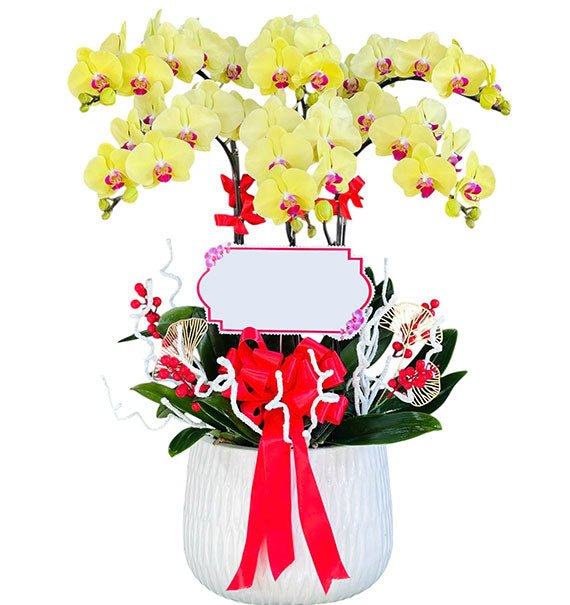 06 Stems Yellow Orchid Pot For Tet Vietnam