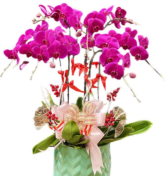 07 Stems Purple Orchid Pot For Tet Vietnam