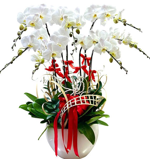 07 Stems White Orchid Pot For Tet Vietnam