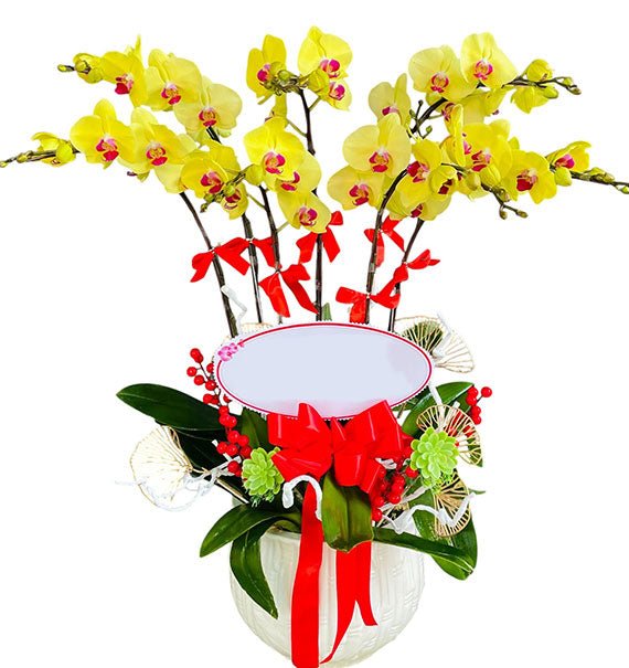 07 Stems Yellow Orchid Pot For Tet Vietnam