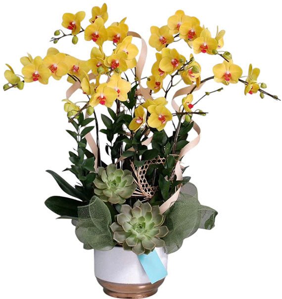 08 Stems Yellow Orchid Pot For Tet Vietnam
