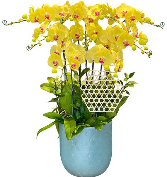 09 Stems Yellow Orchid Pot For Tet Vietnam