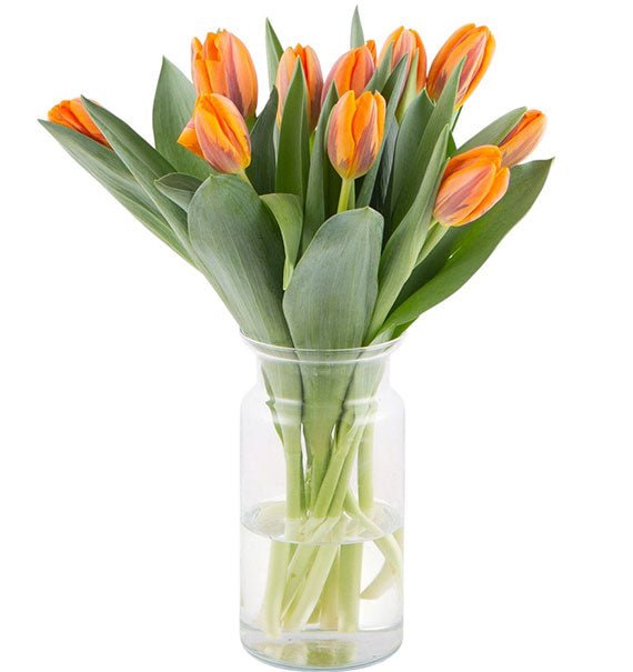 10 Orange Tulips In Vase