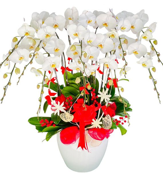 10 Stems White Orchid Pot For Tet Vietnam