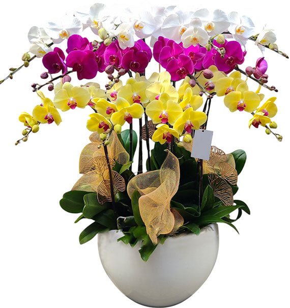 12 Stems Orchid In Ceramic Pot