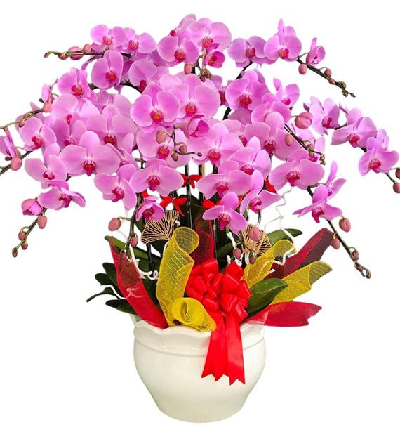12 Stems Purple Pink Orchid Pot For Tet Vietnam