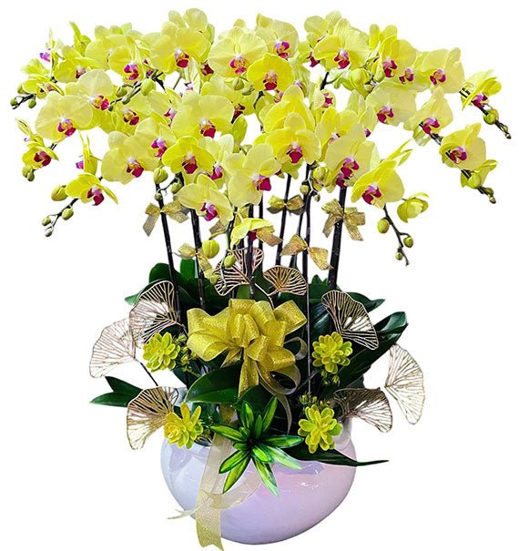 12 Stems Yellow Orchid Pot For Tet Vietnam