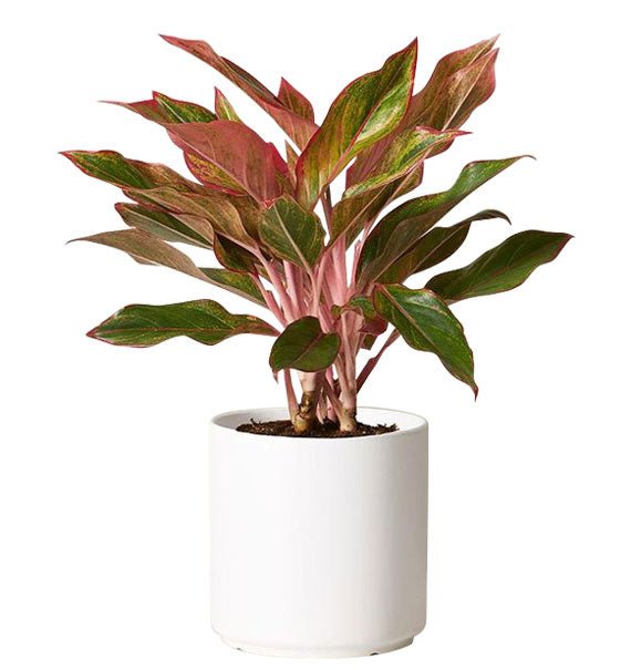 A Pot Of Aglaonema Red Vietnam