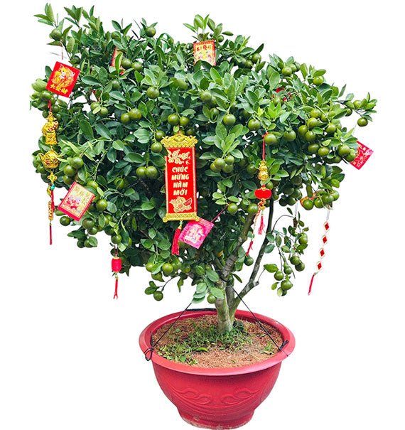 A Pot Of Tet Kumquat Tree 1m2 Vietnam