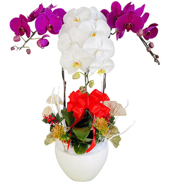 Beautiful Orchid Plants For Mom Vietnam